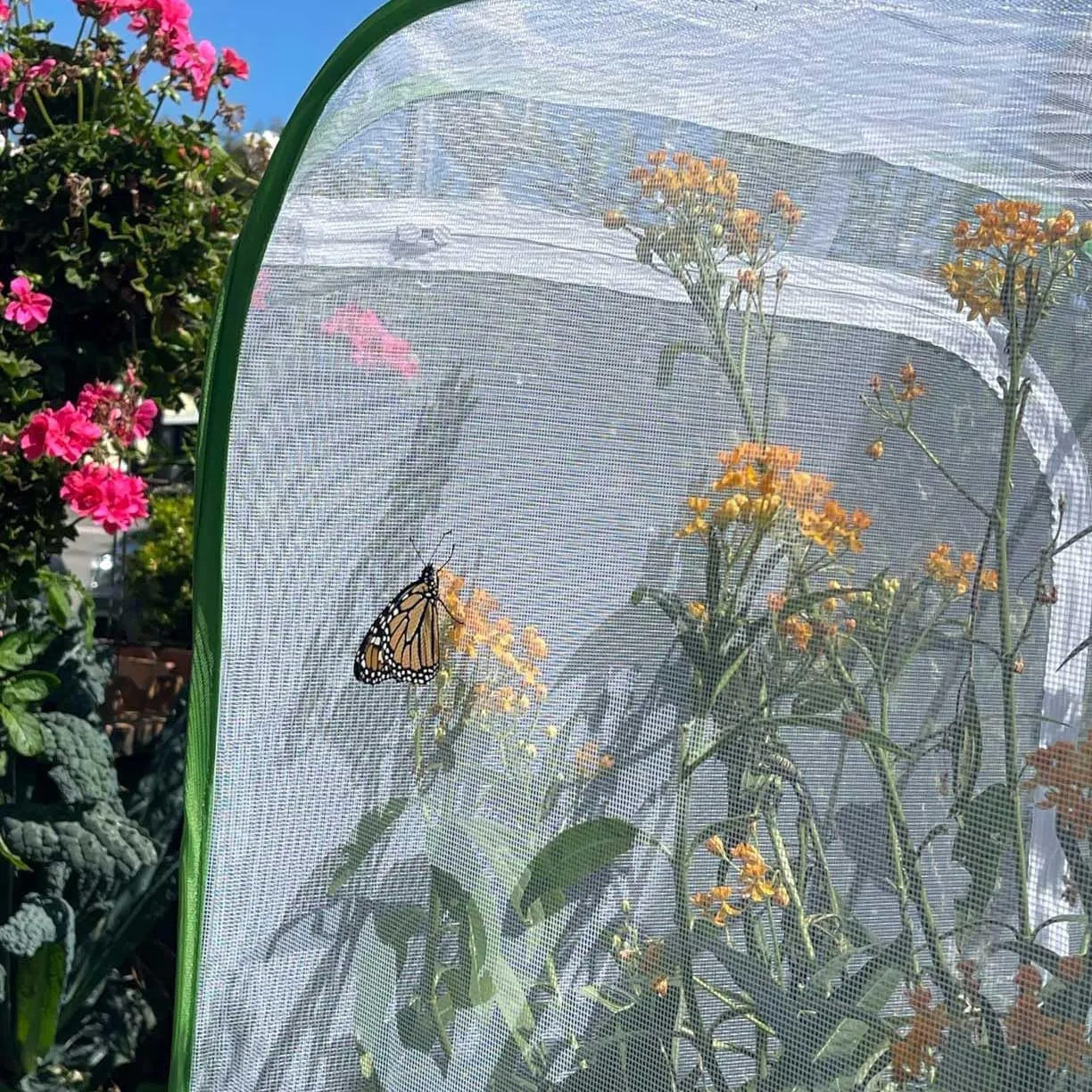 36" Mesh Plant Enclosure Pop-Up Plant Protection Tent, 24”x 24”x 36” Mesh Plant Cover Grow Tent Plant Cover for Fruit, Vegetables, Pests, Bird and Pest Protection Guard for Flowers and Herbs (Green)