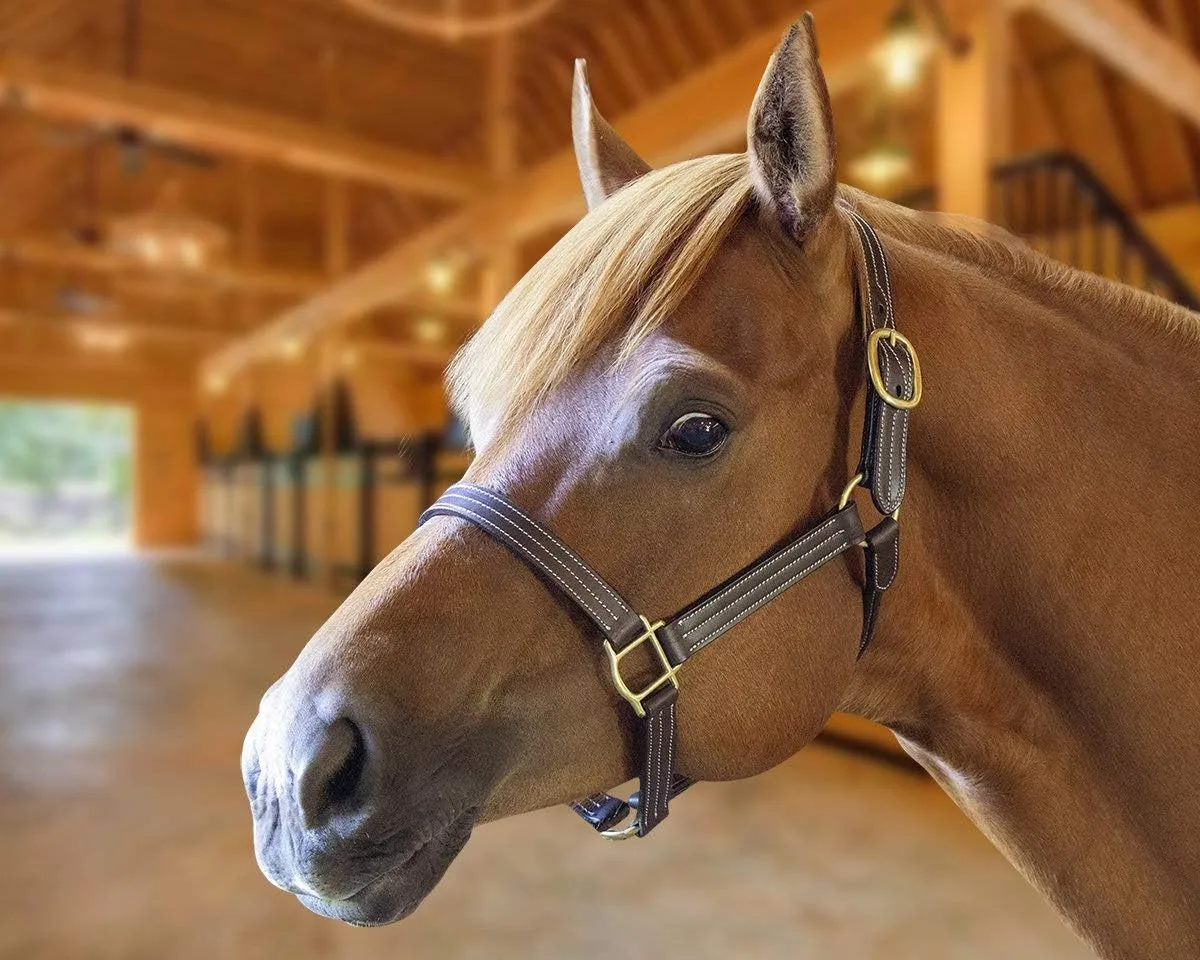 Derby Originals Cambridge Triple Stitched Premium Leather Horse Halter No Throat Snap for Safety and Track Racing..