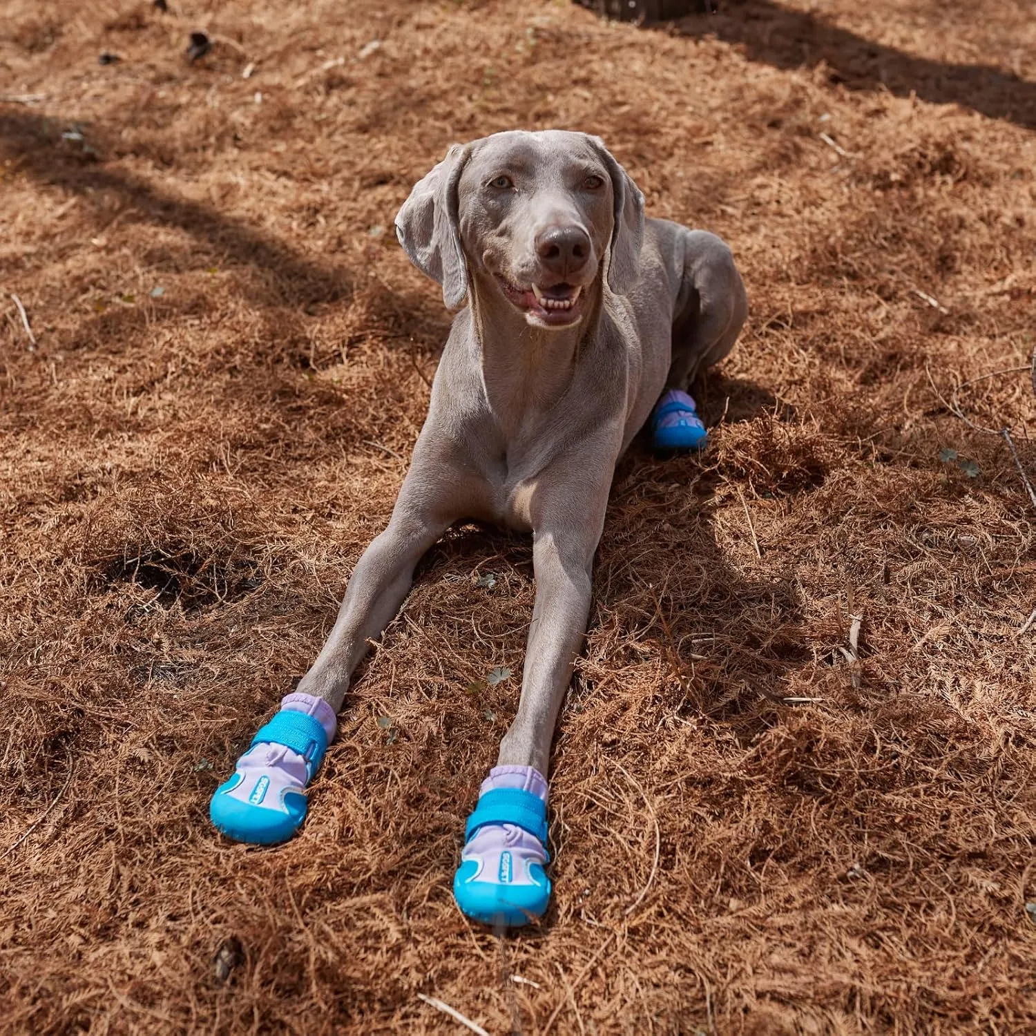 Dog Shoes, Waterproof Dog Booties Paw Protector for Hot Pavement, Snowy Day, Outdoor Walking Skip-Proof Dog Shoes Blue 3.0in L