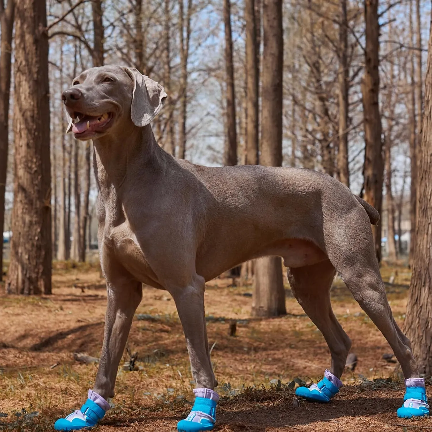 Dog Shoes, Waterproof Dog Booties Paw Protector for Hot Pavement, Snowy Day, Outdoor Walking Skip-Proof Dog Shoes Blue 3.0in L