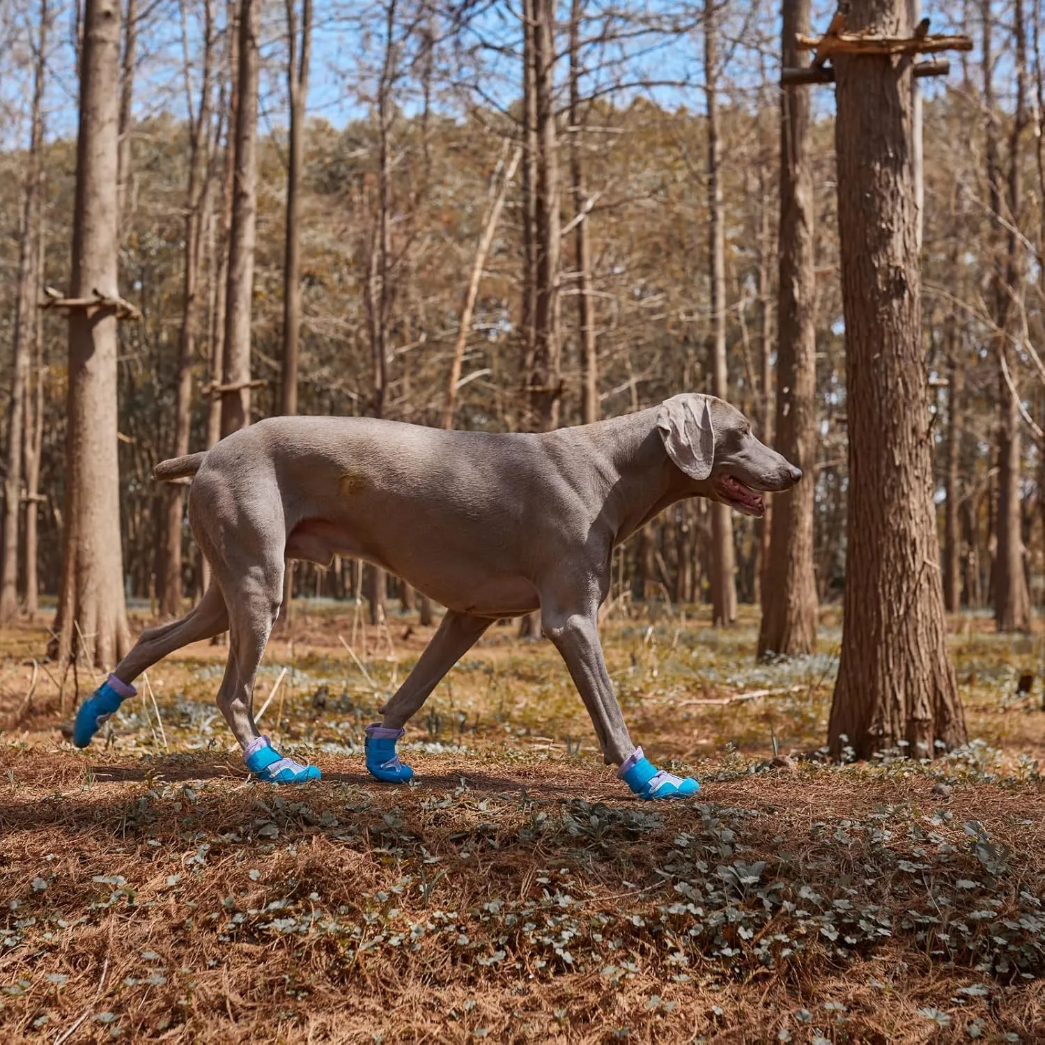 Dog Shoes, Waterproof Dog Booties Paw Protector for Hot Pavement, Snowy Day, Outdoor Walking Skip-Proof Dog Shoes Blue 3.0in L