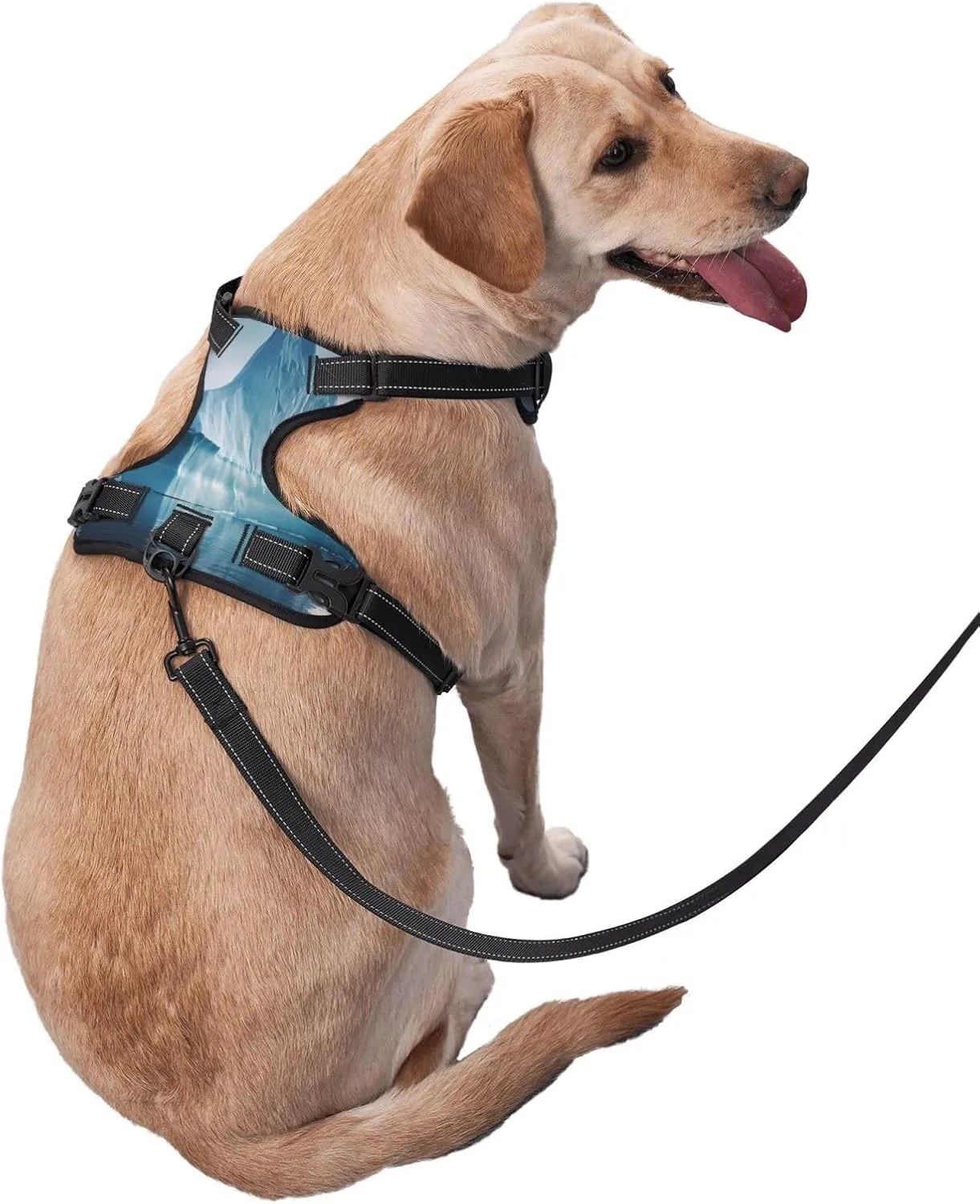 Icebergs Medium Printed pet Traction Vest - Ideal for Dog Walking, Hiking, Daily Travel